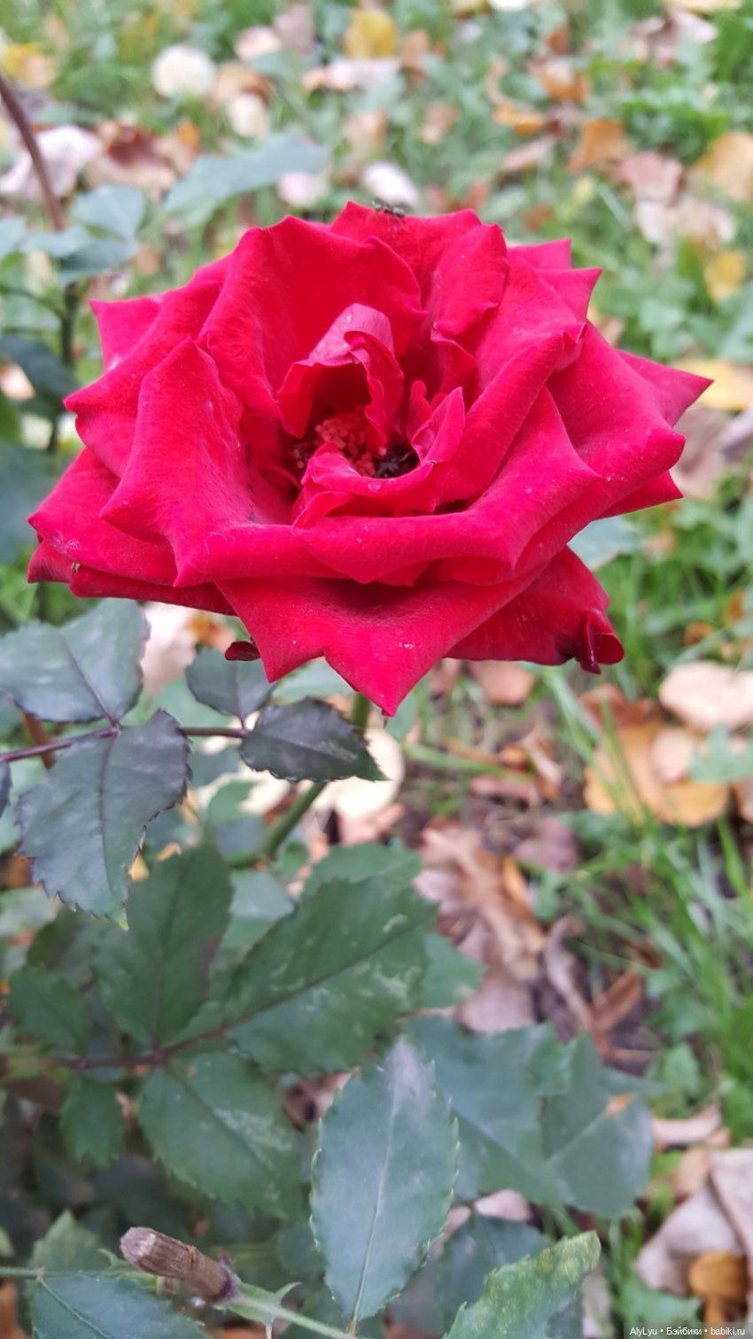 В саду «Аквариум» — Интересные игрушки и фигурки (разное): редкие (фото 10)