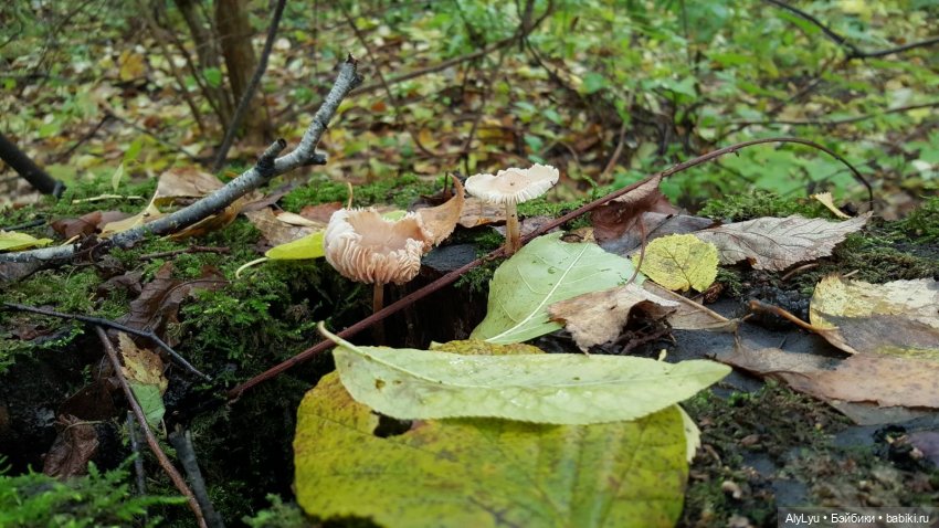 В лесу — Интересные игрушки и фигурки (разное): редкие