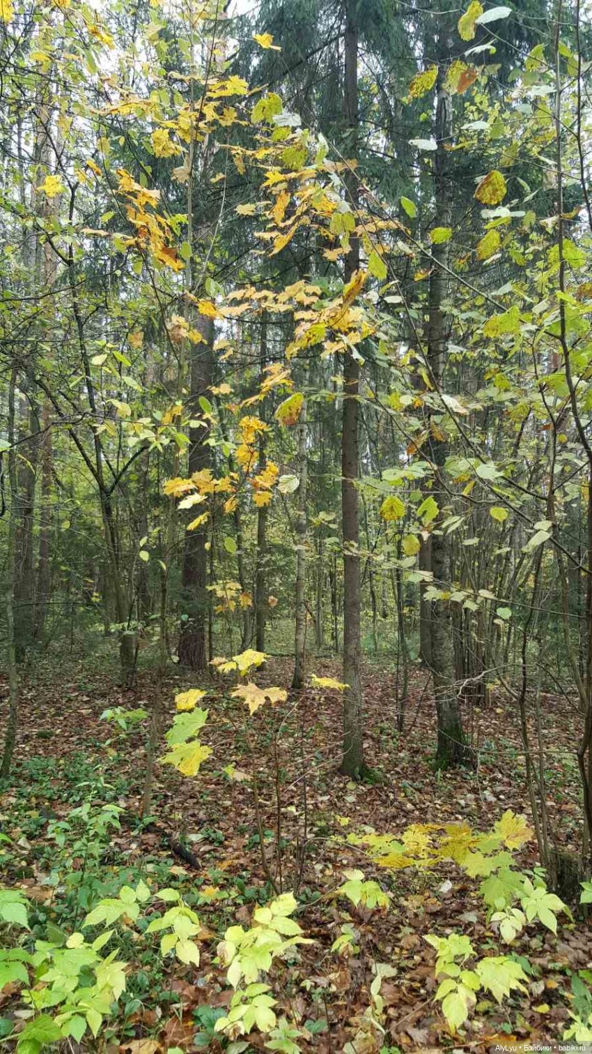 В лесу — Интересные игрушки и фигурки (разное): редкие (фото 7)