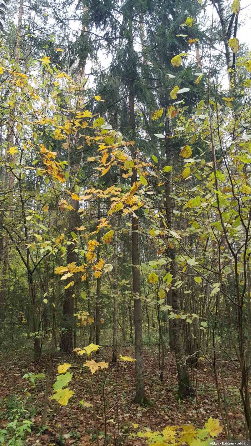 В лесу — Интересные игрушки и фигурки (разное): редкие (фото 8)