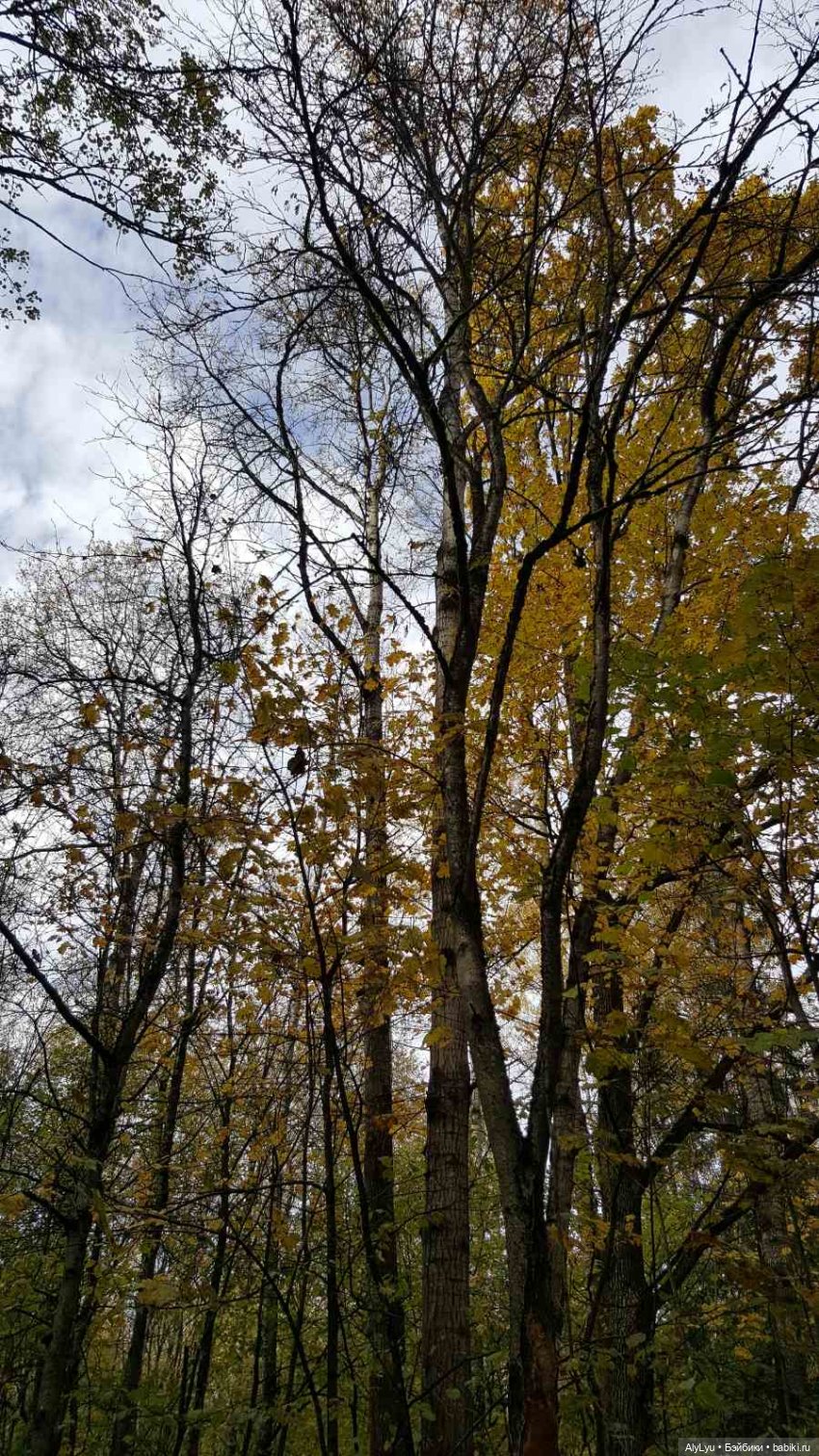 В лесу — Интересные игрушки и фигурки (разное): редкие