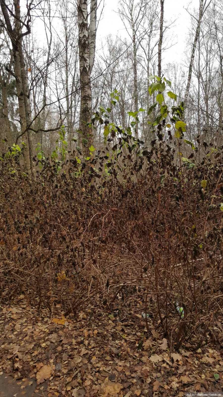 Маруся и волшебный лес — Куклы Carmen Gonzalez (Кармен Гонсалез): Мариетта (фото 8)