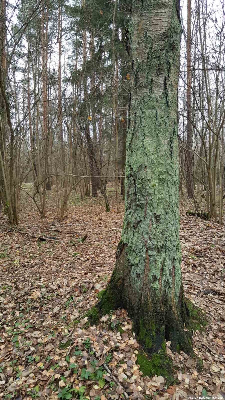 Маруся и волшебный лес — Куклы Carmen Gonzalez (Кармен Гонсалез): Мариетта (фото 10)