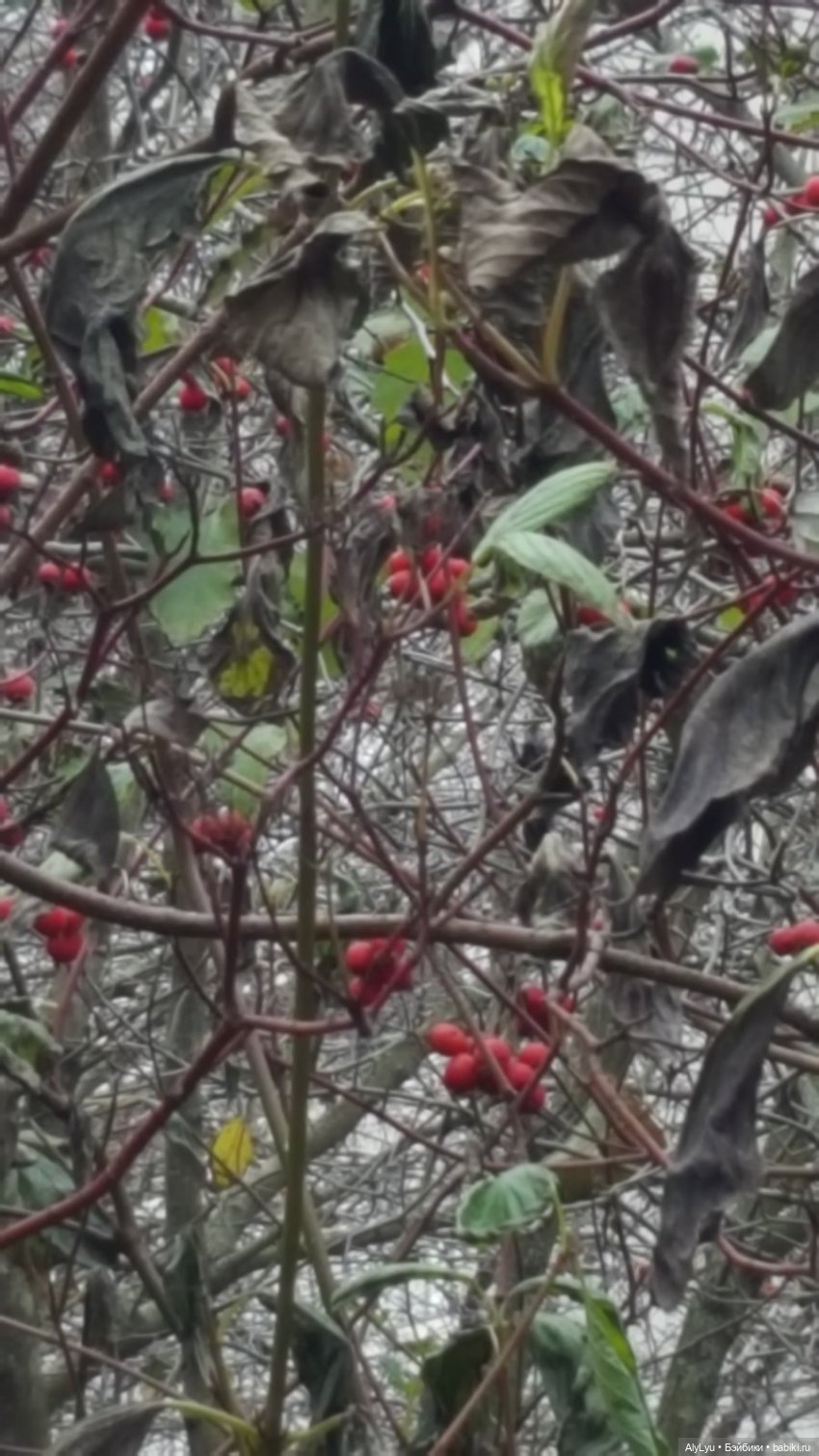 Маруся и волшебный лес — Куклы Carmen Gonzalez (Кармен Гонсалез): Мариетта