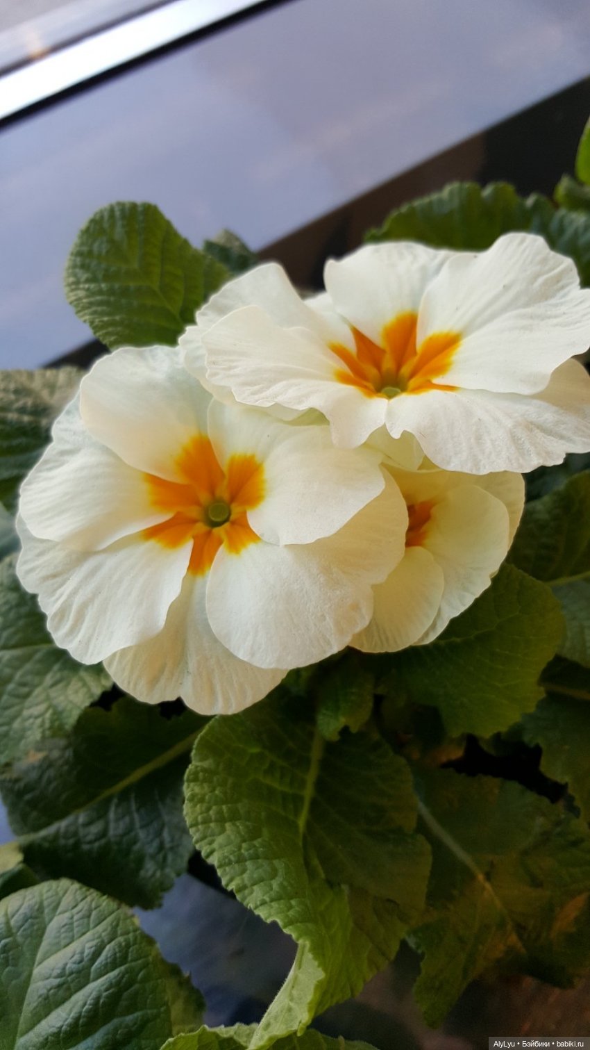 Цветочная зарисовка — Разные шарнирные куклы (не БЖД): редкие (фото 7)