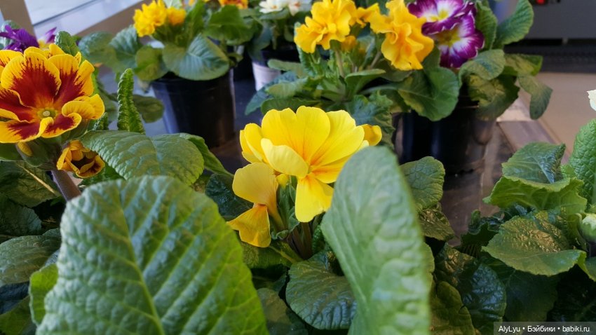 Цветочная зарисовка — Разные шарнирные куклы (не БЖД): редкие (фото 8)