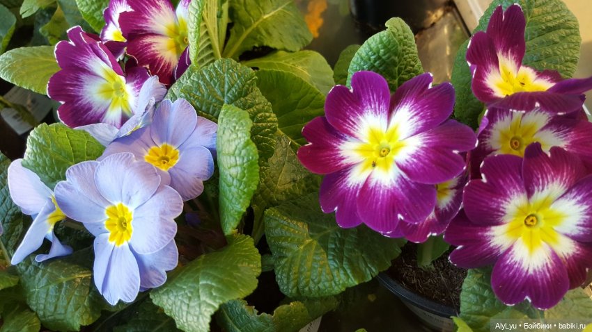 Цветочная зарисовка — Разные шарнирные куклы (не БЖД): редкие (фото 6)