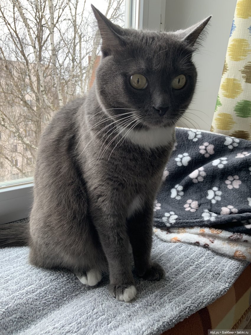 С праздником — Испанские куклы (разное): Vestida de Azul (фото 5)