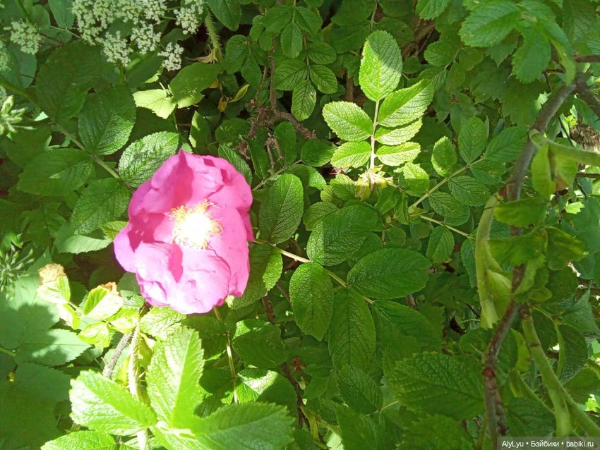 Июньские рисунки — Рисование и арт: скетчи