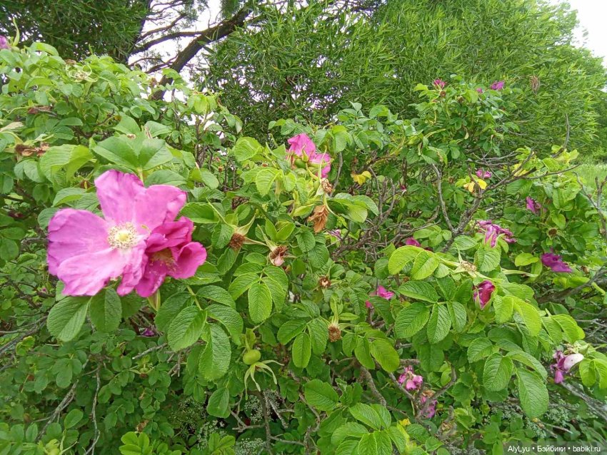 Июньские рисунки — Рисование и арт: скетчи