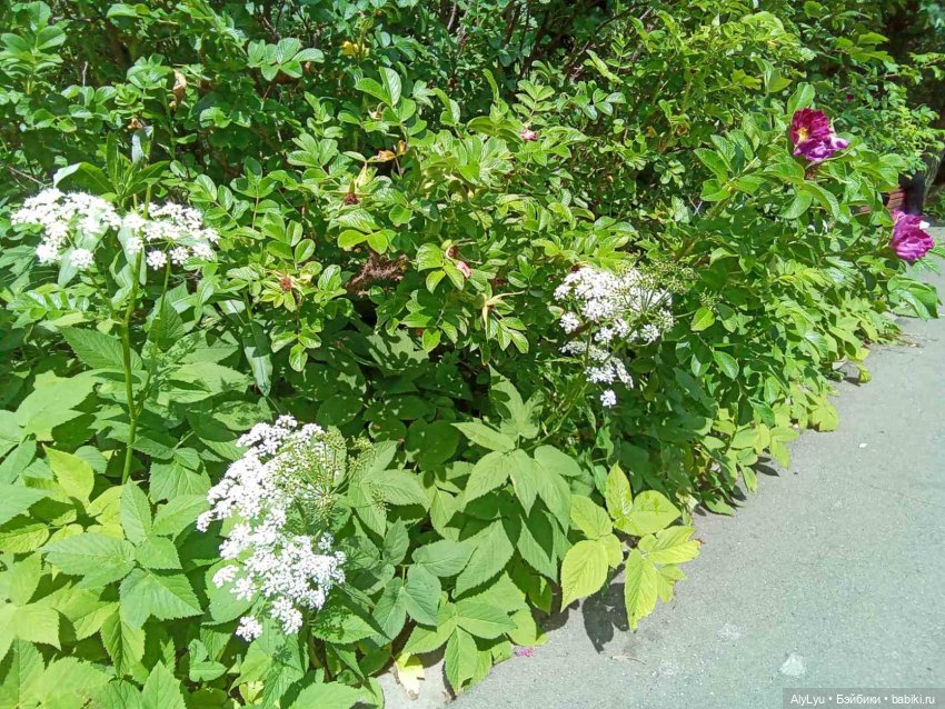 Июньские рисунки — Рисование и арт: скетчи