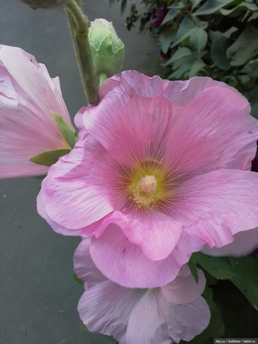 Томми — цветочный эльф — Разные шарнирные куклы (не БЖД): редкие