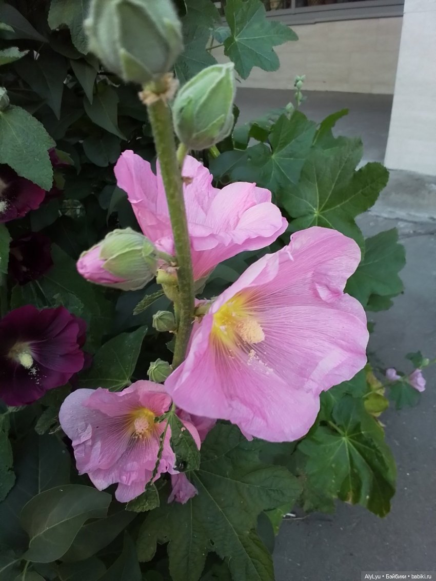 Томми — цветочный эльф — Разные шарнирные куклы (не БЖД): редкие