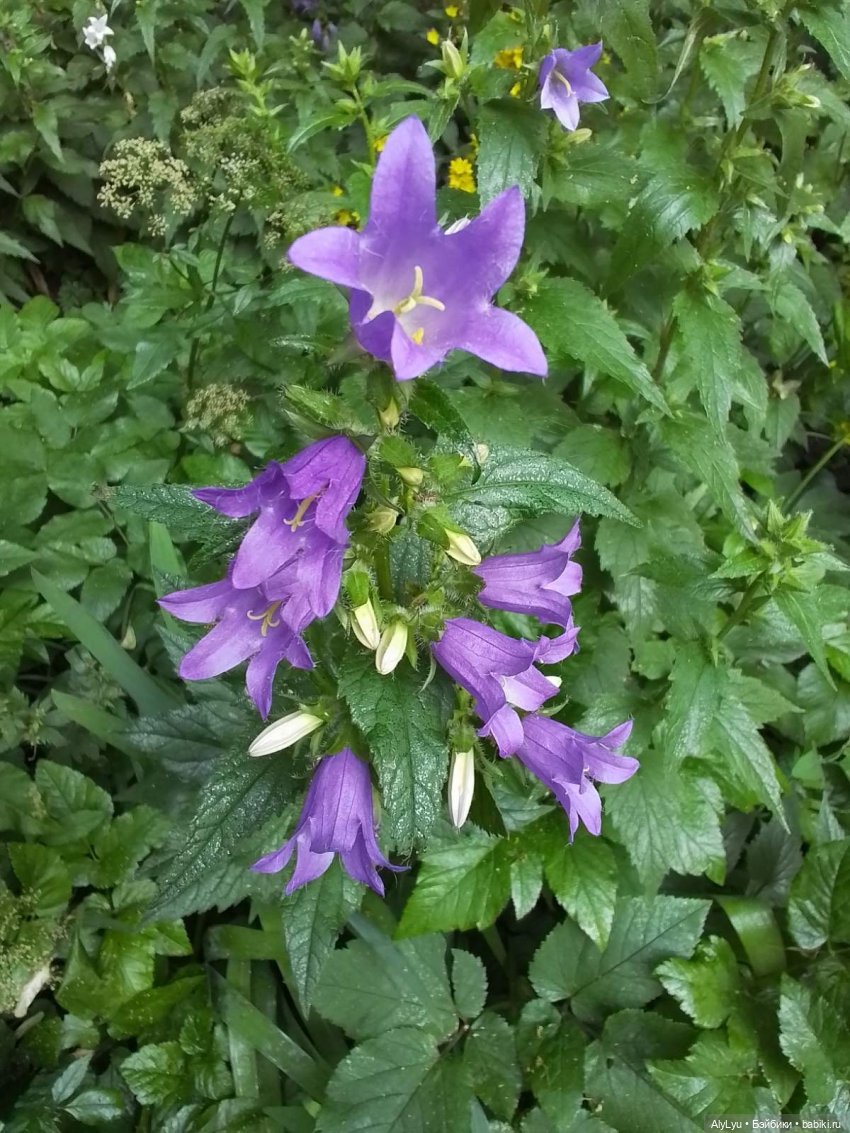 Томми — цветочный эльф — Разные шарнирные куклы (не БЖД): редкие (фото 6)