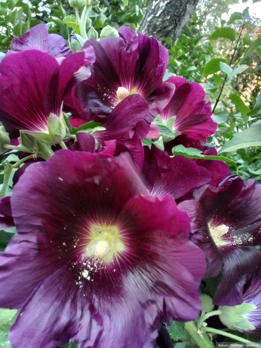 Томми — цветочный эльф — Разные шарнирные куклы (не БЖД): редкие