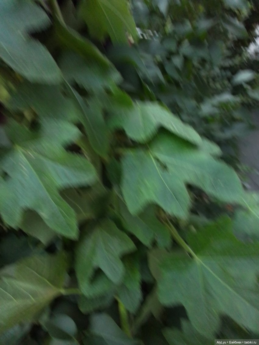 Томми — цветочный эльф — Разные шарнирные куклы (не БЖД): редкие