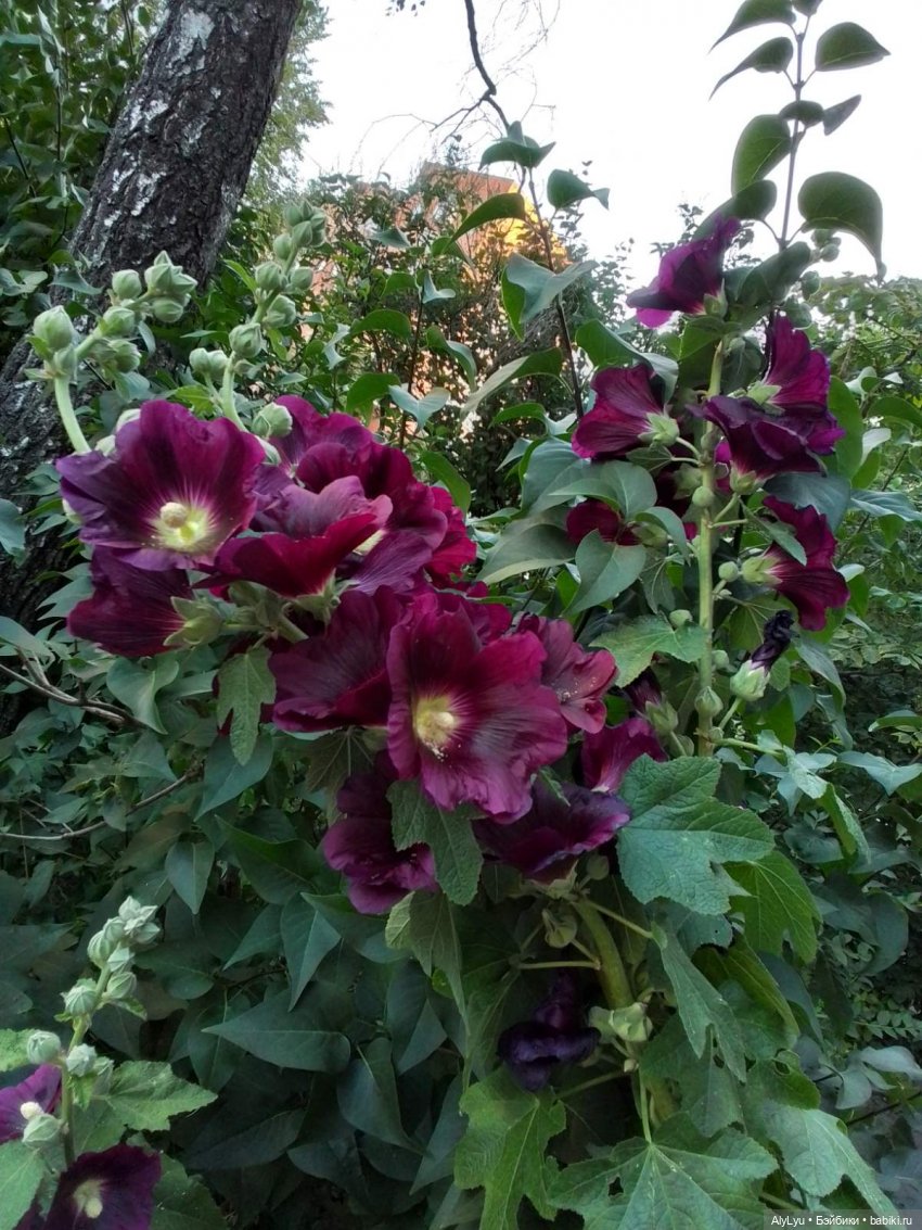 Томми — цветочный эльф — Разные шарнирные куклы (не БЖД): редкие