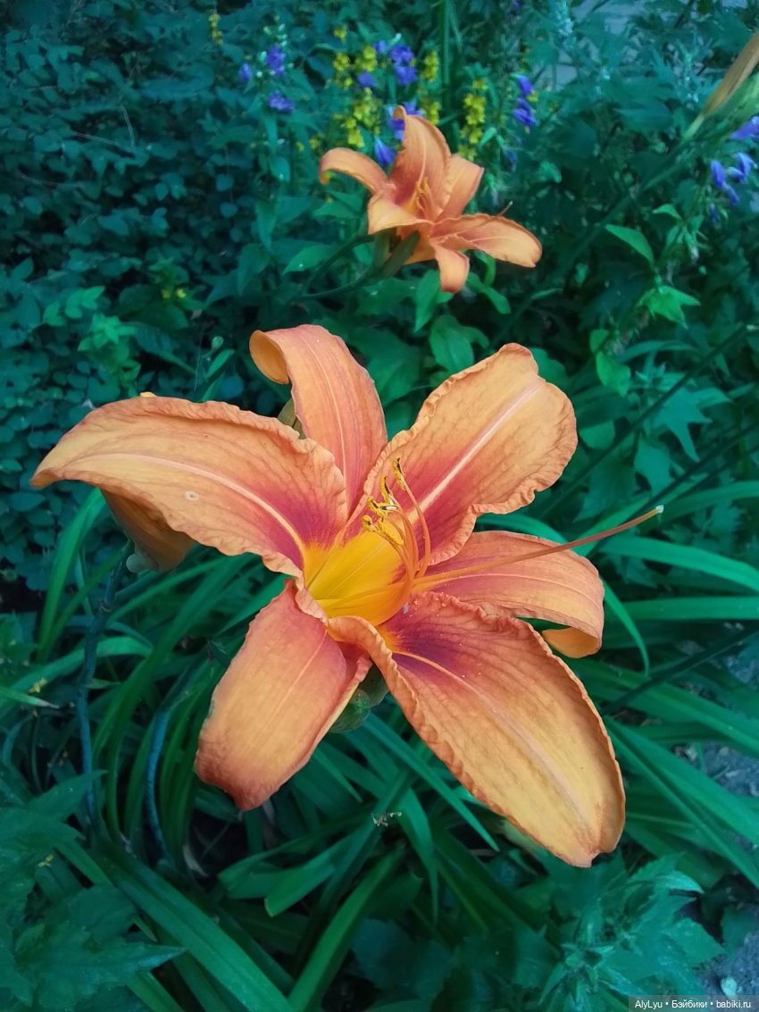 Томми — цветочный эльф — Разные шарнирные куклы (не БЖД): редкие (фото 4)