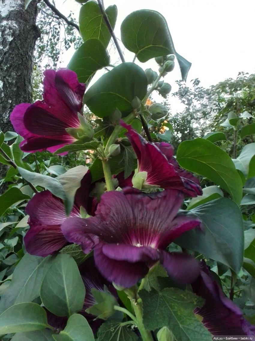 Томми — цветочный эльф — Разные шарнирные куклы (не БЖД): редкие