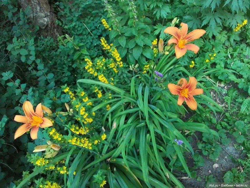 Томми — цветочный эльф — Разные шарнирные куклы (не БЖД): редкие (фото 3)