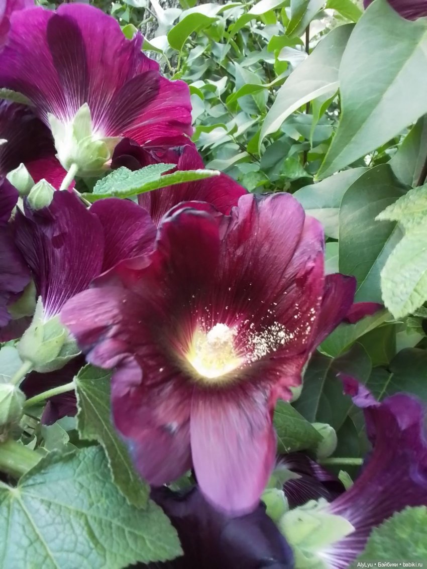 Томми — цветочный эльф — Разные шарнирные куклы (не БЖД): редкие