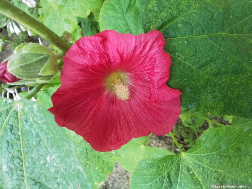 Томми — цветочный эльф — Разные шарнирные куклы (не БЖД): редкие