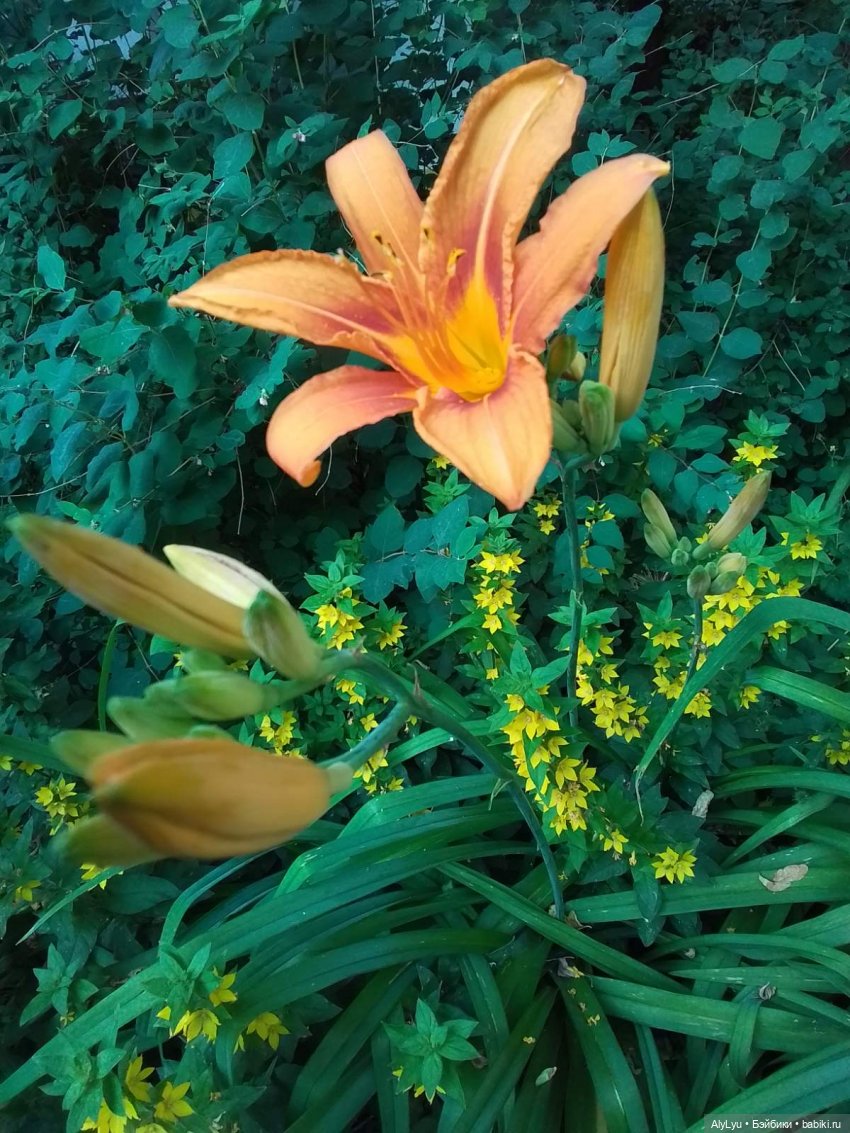 Томми — цветочный эльф — Разные шарнирные куклы (не БЖД): редкие (фото 5)