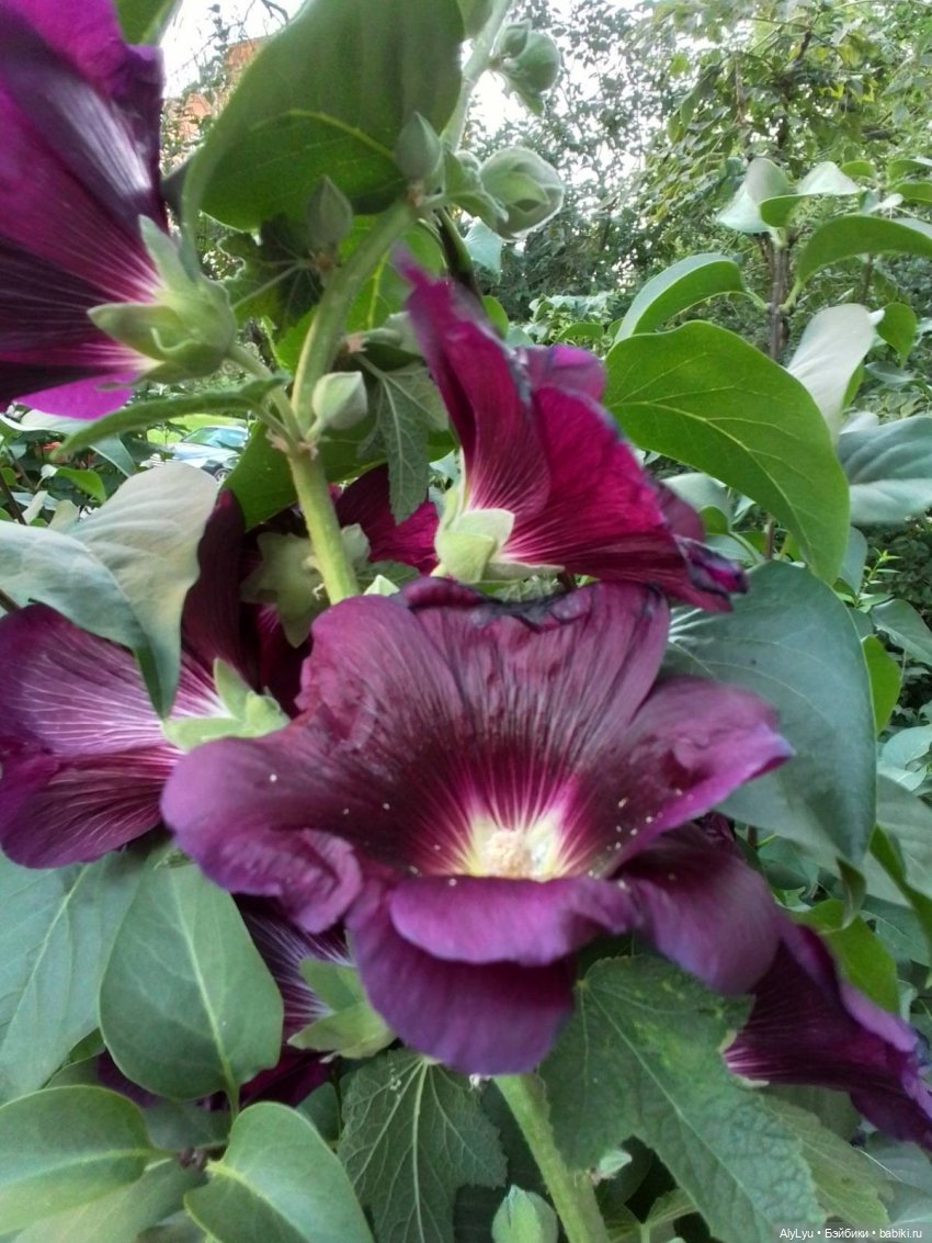 Томми — цветочный эльф — Разные шарнирные куклы (не БЖД): редкие