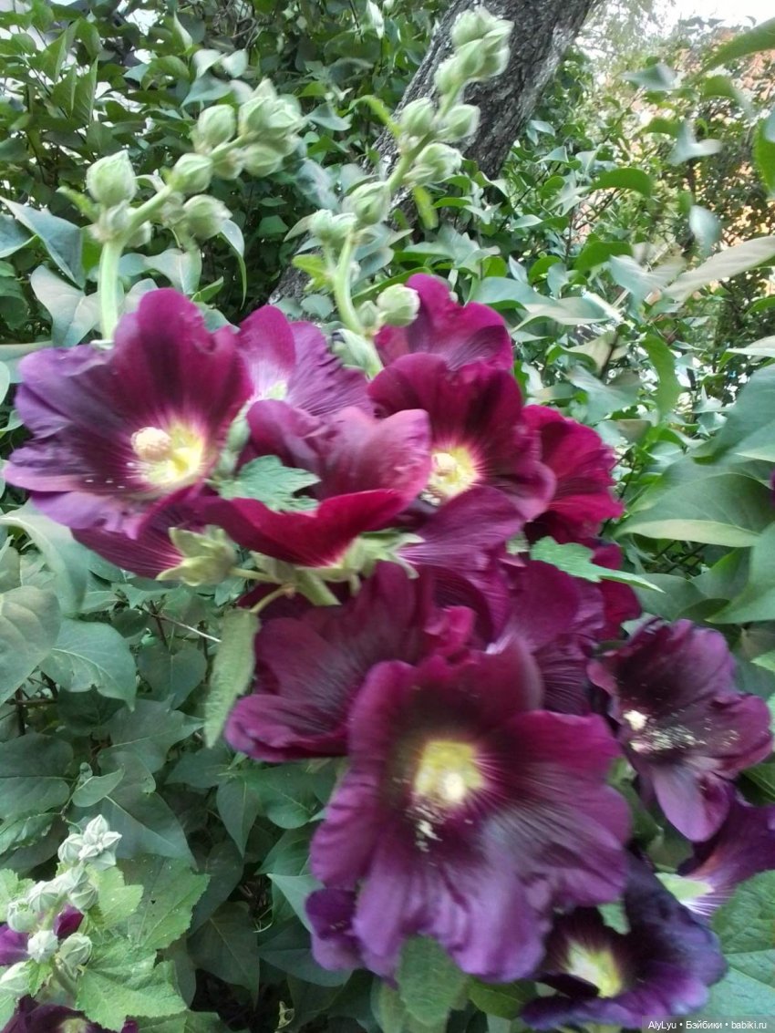 Томми — цветочный эльф — Разные шарнирные куклы (не БЖД): редкие