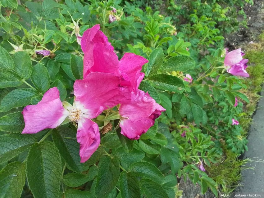 Томми — цветочный эльф — Разные шарнирные куклы (не БЖД): редкие (фото 2)