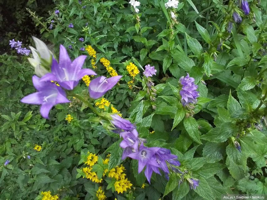 Июльский дождь — Рисование и арт: скетчи