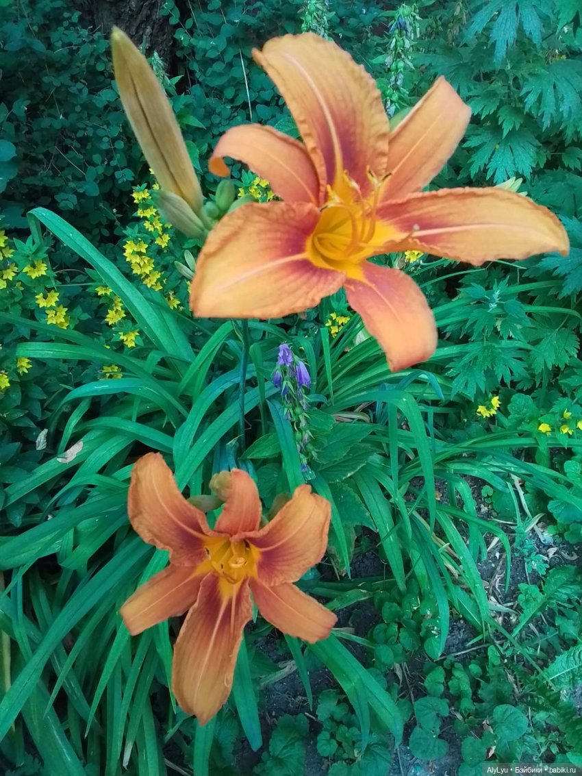 Июльский дождь — Рисование и арт: скетчи