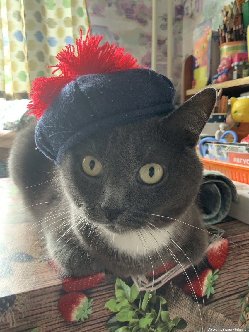 Портрет басика по-имени Гастон (фото 5)