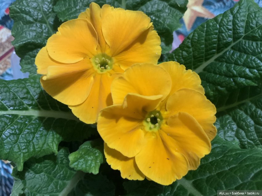 Эмиль из Леннеберги — Рисование и арт: скетчи