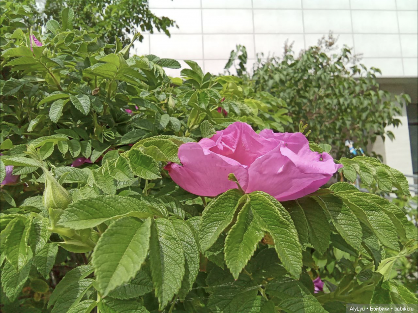 Друзья на прогулке — Коллекционные экшн (фото 9)