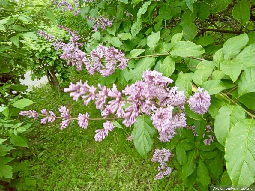 Моряки Зеленограда — Игровые куклы разных производителей (Разное): редкие бренды (фото 9)