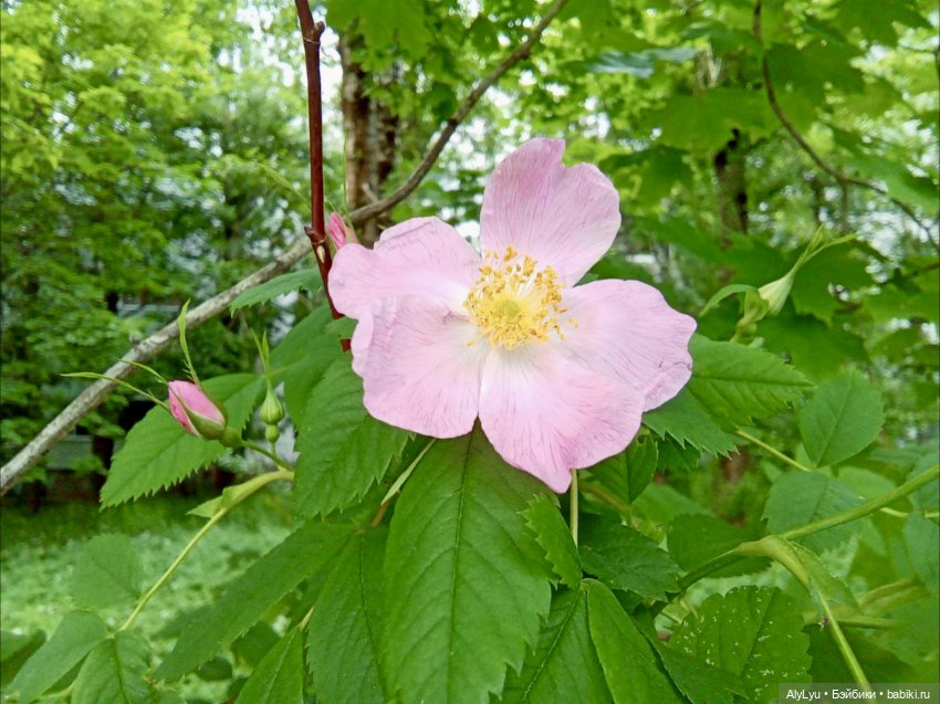 Моряки Зеленограда — Игровые куклы разных производителей (Разное): редкие бренды (фото 10)