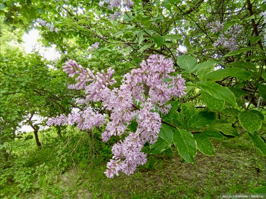 Моряки Зеленограда — Игровые куклы разных производителей (Разное): редкие бренды (фото 8)