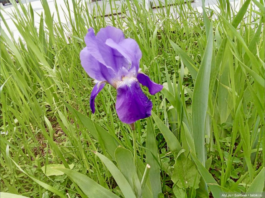 Моряки Зеленограда — Игровые куклы разных производителей (Разное): редкие бренды (фото 5)