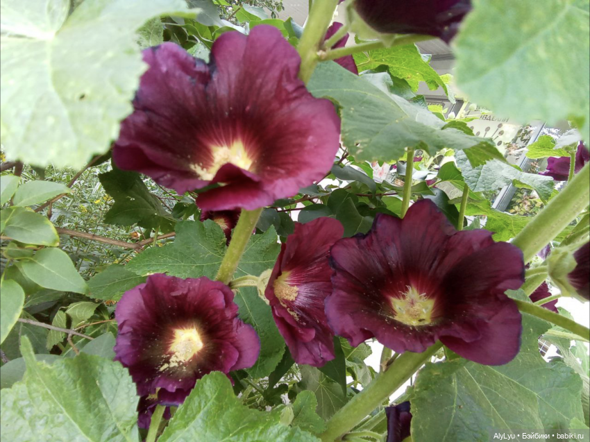 Томми в роли Нильса Хольгерссона