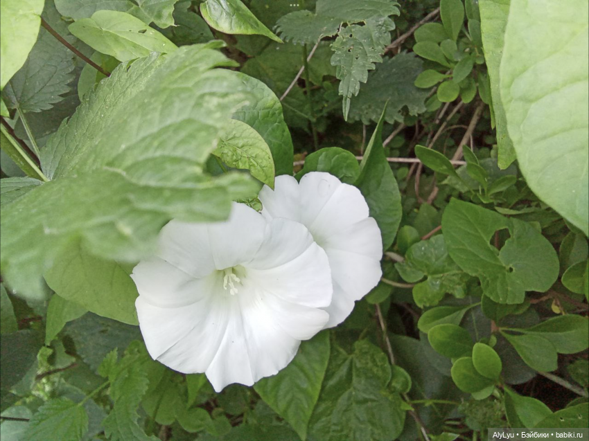 Томми в роли Нильса Хольгерссона (фото 6)