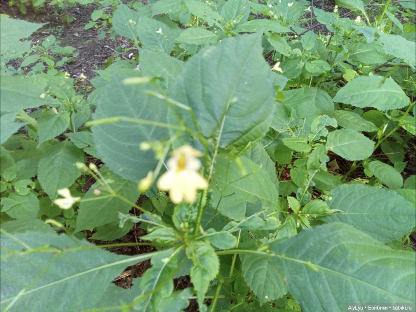 Томми в роли Нильса Хольгерссона