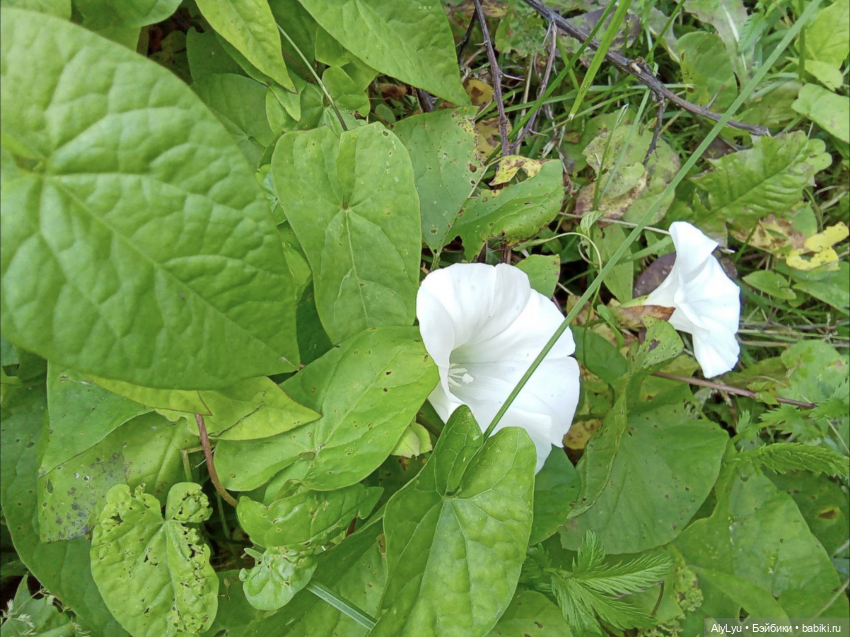 Томми в роли Нильса Хольгерссона (фото 7)