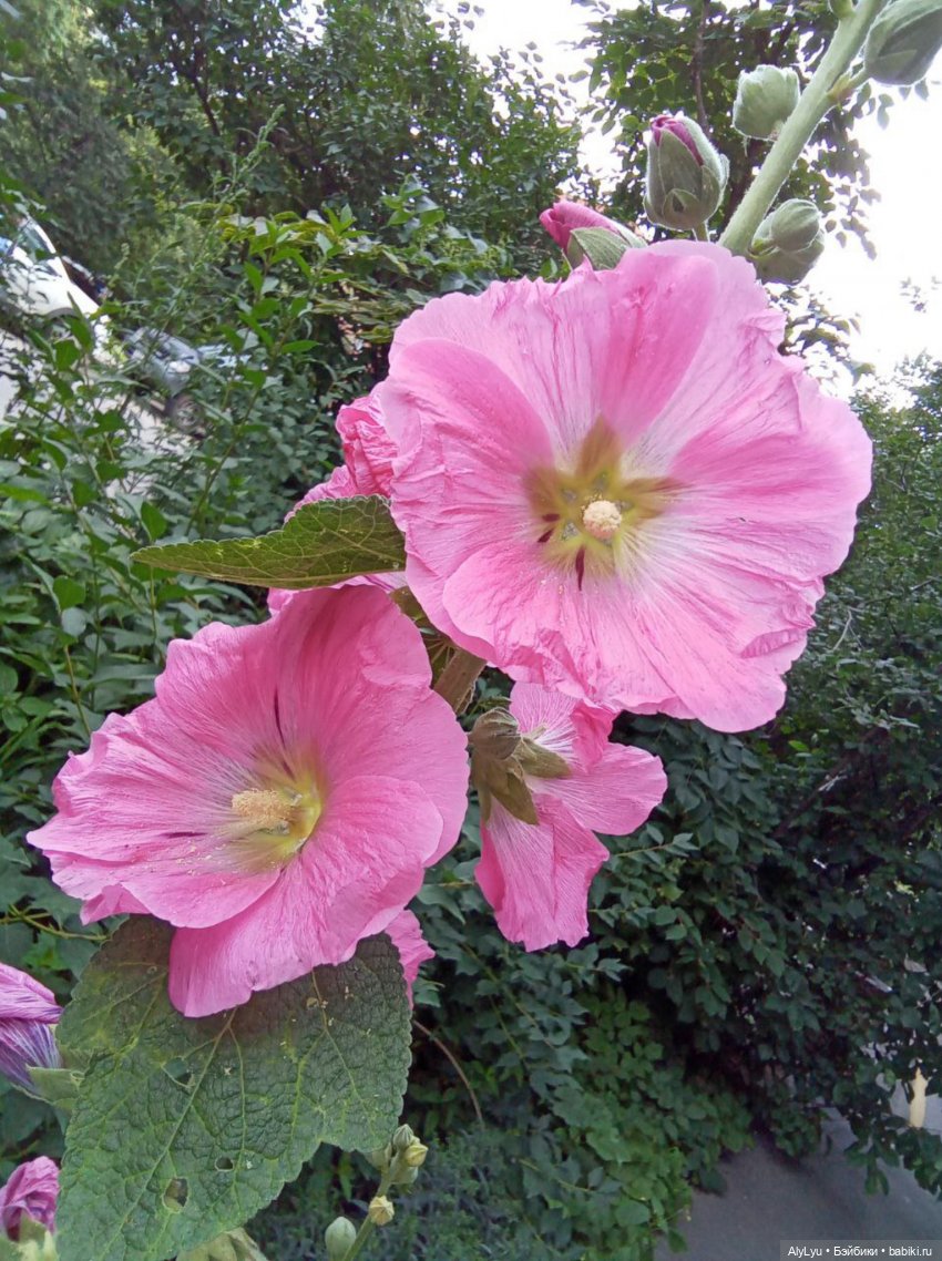 Томми в роли Нильса Хольгерссона (фото 10)