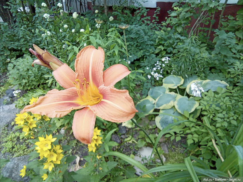 Томми в роли Нильса Хольгерссона (фото 8)