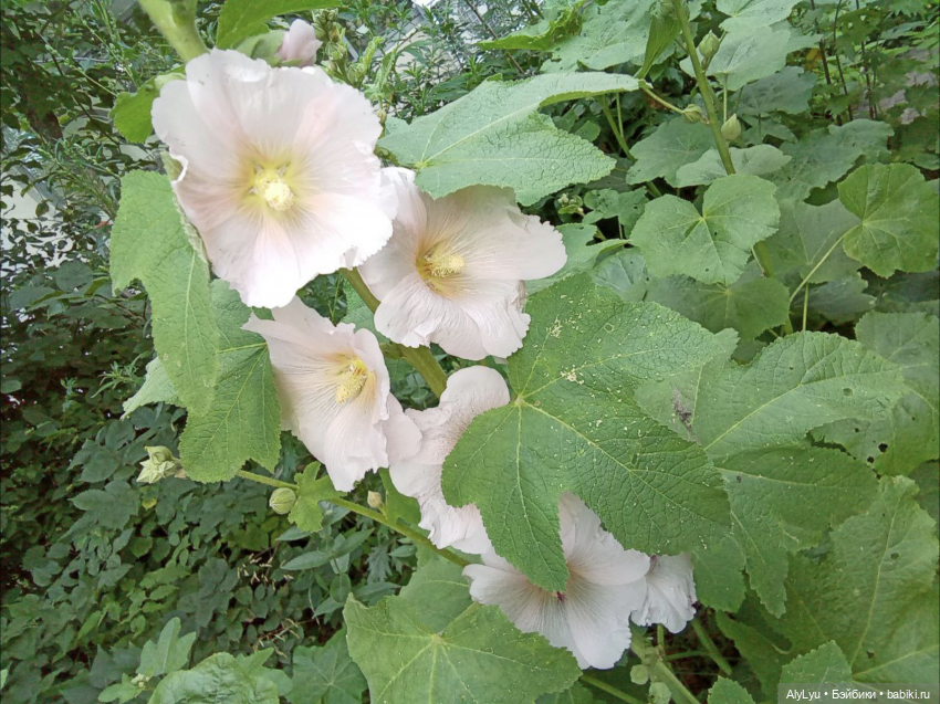 Томми в роли Нильса Хольгерссона