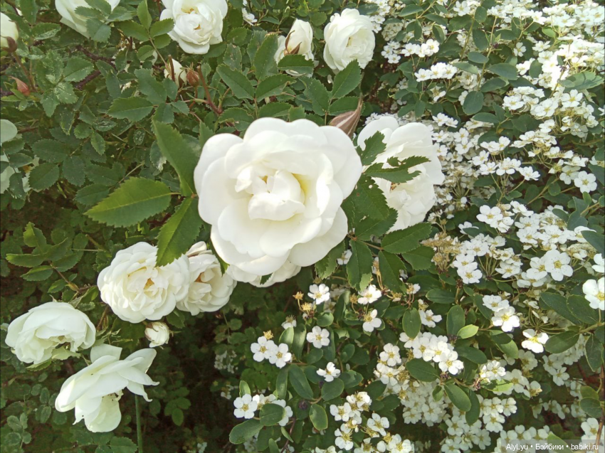 Орфическая трилогия — Рисование и арт: скетчи