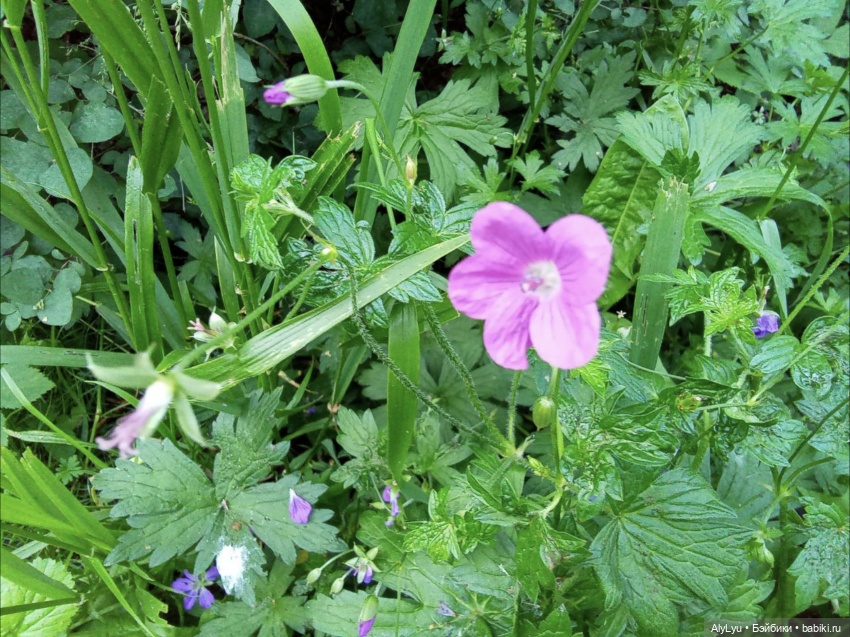 Томми в роли Нильса Хольгерссона