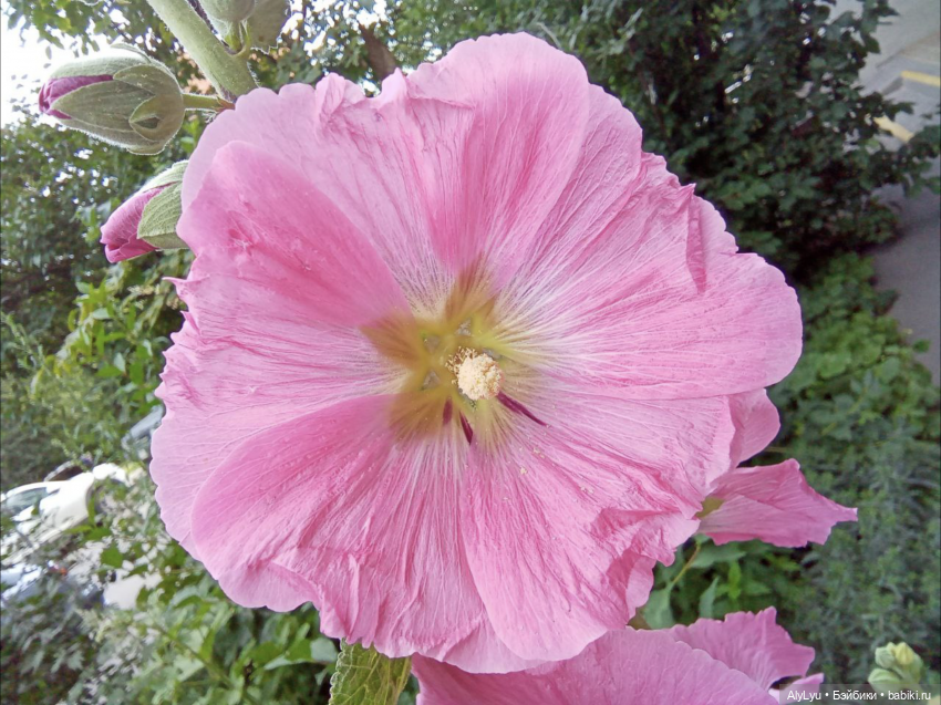 Томми в роли Нильса Хольгерссона (фото 9)