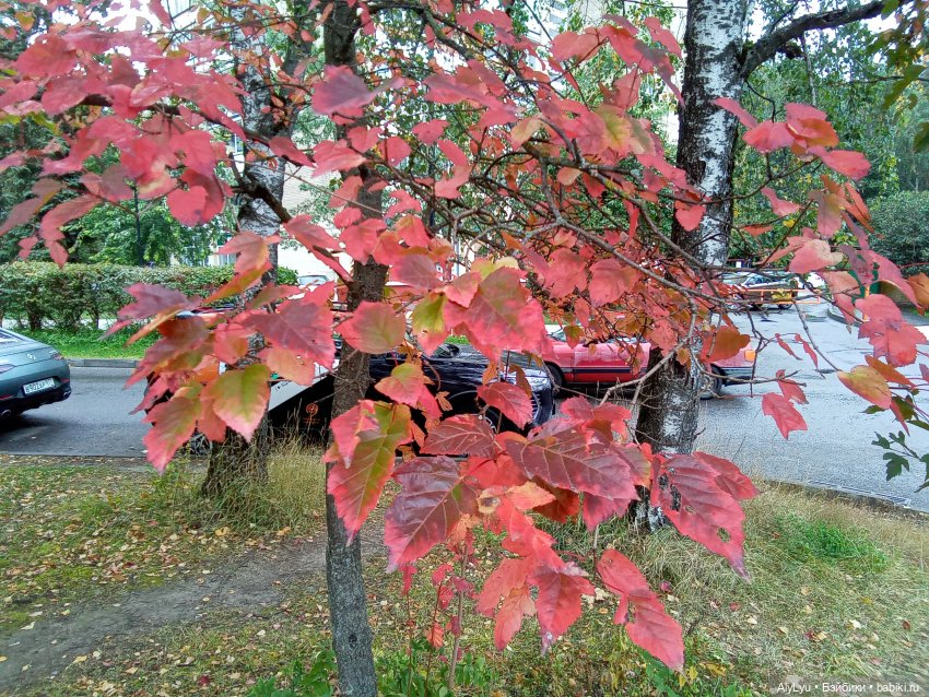 Томми и Чайка — Разные шарнирные куклы (не БЖД): редкие